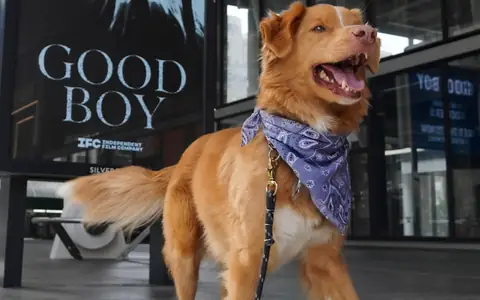 “Good Boy” Dog Star Wants Oscars to Consider Animal Actors